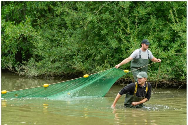 More than 650 fish were removed from the lake and transported to Lavender Hall Fishery in Coventry. Photo by Mike Baker