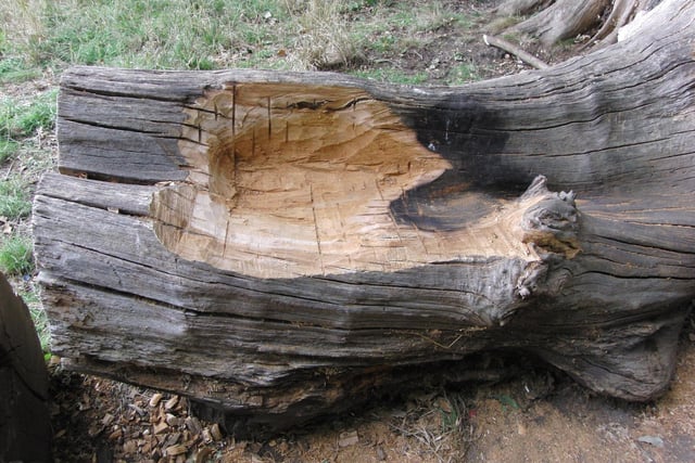 The started seat project, which had to be abandoned as the wood was too rotten. Photo by Geoff Ousbey