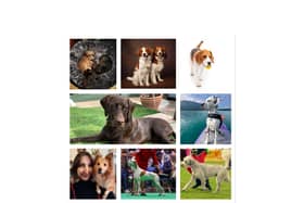 A collage of some of the dogs from around Leamington and Warwick who are taking part in Crufts this year.
