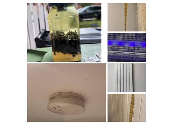 Photos of the fly problems in the South of Leamington sent in by residents.