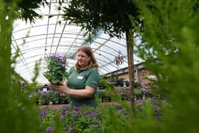 Dobbies’ Green Team will be on hand at July’s Grow How workshops