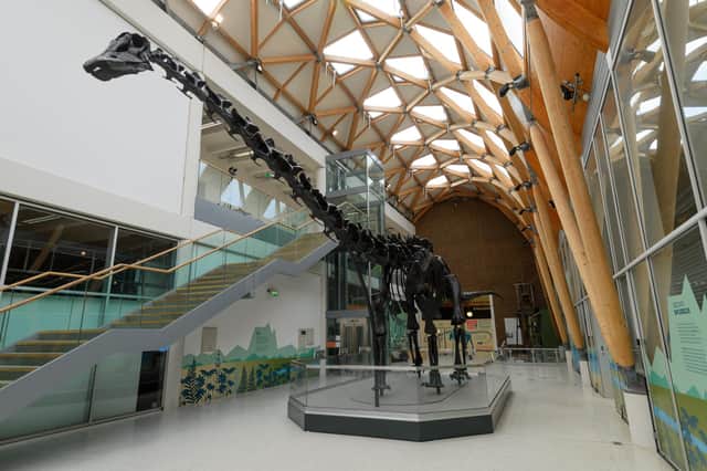 Dippy in Coventry at The Herbert Art Gallery and Museum (Photo: Joe Bailey, fivesixphotography)