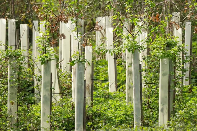The tree nursery will be part of Warwickshire County Council's action on climate change.