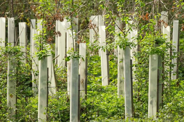 The tree nursery will be part of Warwickshire County Council's action on climate change.