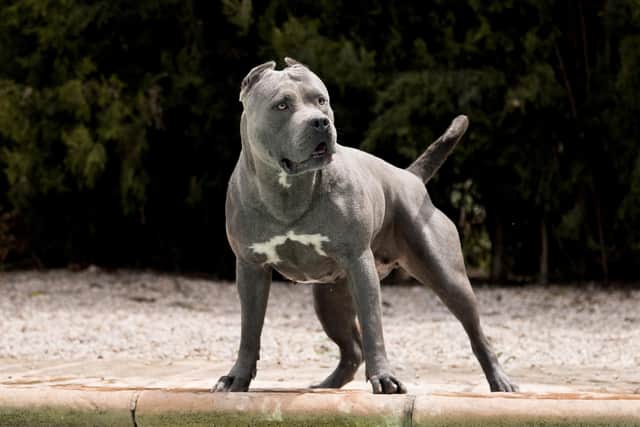 The American XL Bully is a relatively new breed, derived in part from pit bulls (Photo: Adobe Stock)