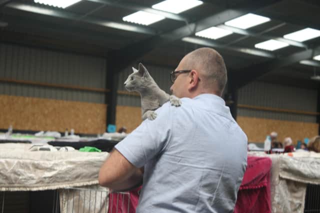 Viking Cat Club, part of Felis Britannica, and the International Feline Federation (FIFe), will be bringing cats of all shapes and sizes to be judged by international judges at a show in Leamington. Photo supplied by Viking Cat Club