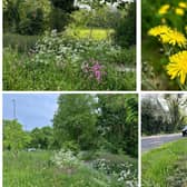 Photos from last year's Now Mow May scheme. Photos supplied by Warwick District Council