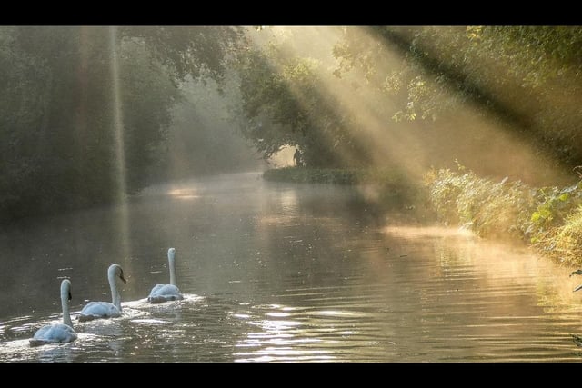 Two birds swimming in a lake.
Oxford Canal near Brinklow by Gillian Taylor.