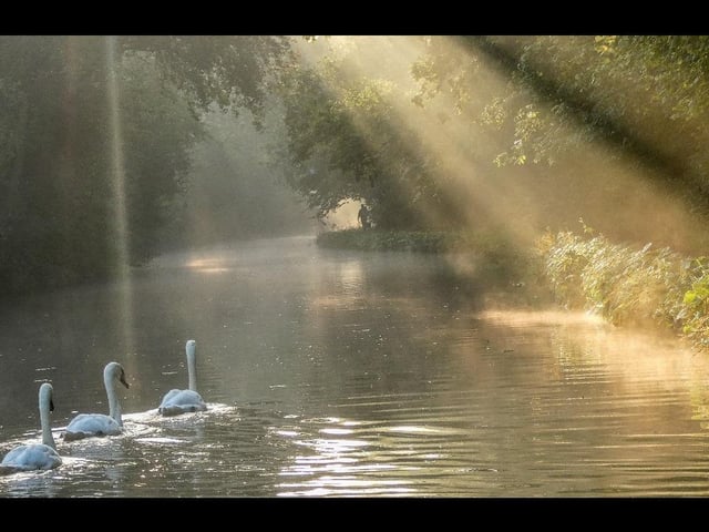 Two birds swimming in a lake.
Oxford Canal near Brinklow by Gillian Taylor.