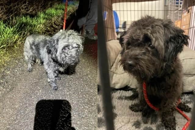 Warwickshire Police are trying to reunite this lost dog with his owner.