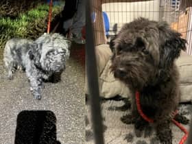 Warwickshire Police are trying to reunite this lost dog with his owner.
