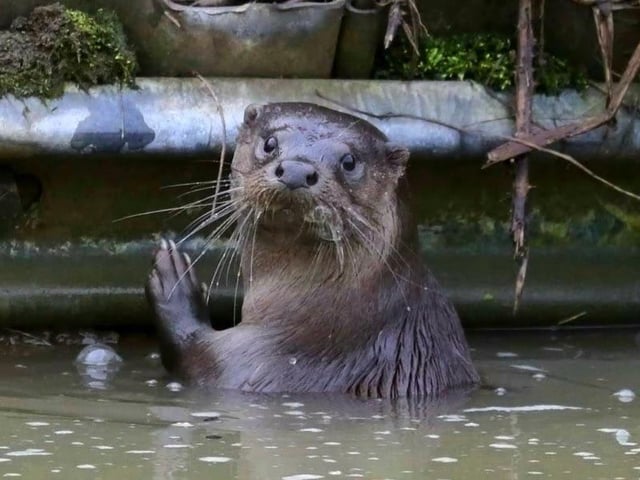 An otter in the water.
Stratford-upon-Avon Canal in Bishopton by Lesley.