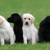 Guide Dogs. Picture supplied.