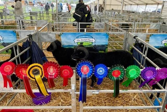 A couple of Dale Huddlestone's Hebridean sheep - one of which won a prize at a national show recently. Picture supplied.