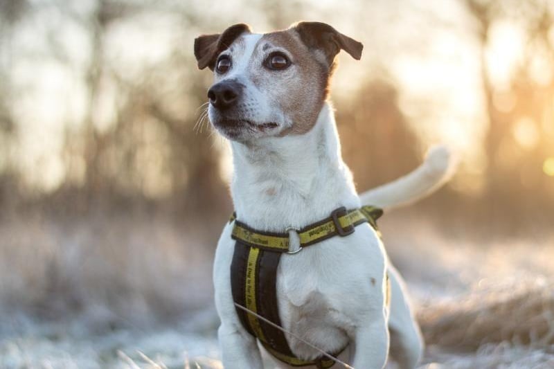 Ben,  aged 9, is a Jack Russell terrier. Ben needs a home with no other pets or children. https://www.dogstrust.org.uk/rehoming/dogs/terrier-jack-russell/1180152