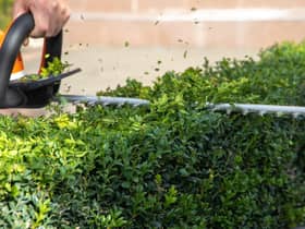Hedge trimmers are at their lowest price for the past 12 months according to new research (photo: Adobe)