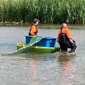 Fish being removed from the lake at Abbey Fields in Kenilworth. Picture supplied.