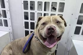 'Bruce' was reunited with his owners.