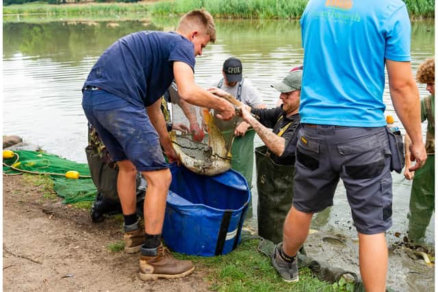 People worked across two days to get more than 600 fish safely out of the lake and to their new home at the fishery. Photo by Mike Baker
