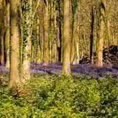 Lib Dem hopes of doubling Stratford district's tree cover have been rejected by the council's ruling Conservative group