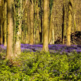 Lib Dem hopes of doubling Stratford district's tree cover have been rejected by the council's ruling Conservative group