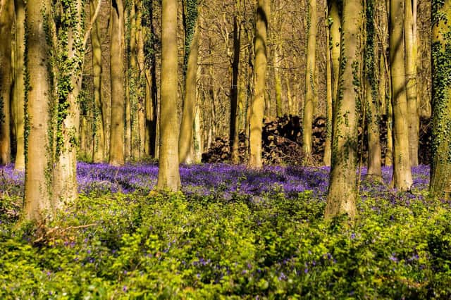Lib Dem hopes of doubling Stratford district's tree cover have been rejected by the council's ruling Conservative group