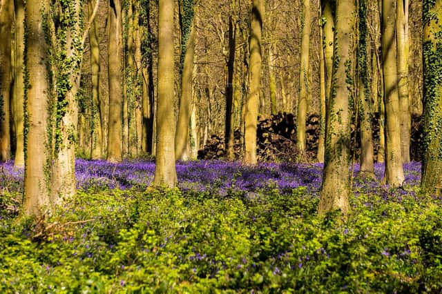 Lib Dem hopes of doubling Stratford district's tree cover have been rejected by the council's ruling Conservative group