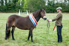 Pony of the Year Championship  Supreme Champion – Darshill Shuri owned by Michael Dewhurst
