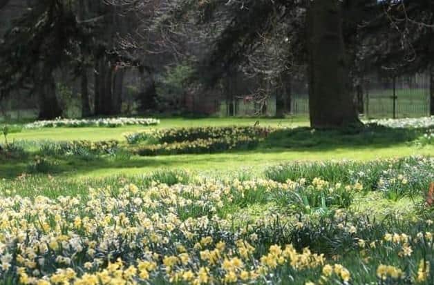Sea of daffodils at annual fundraising event.