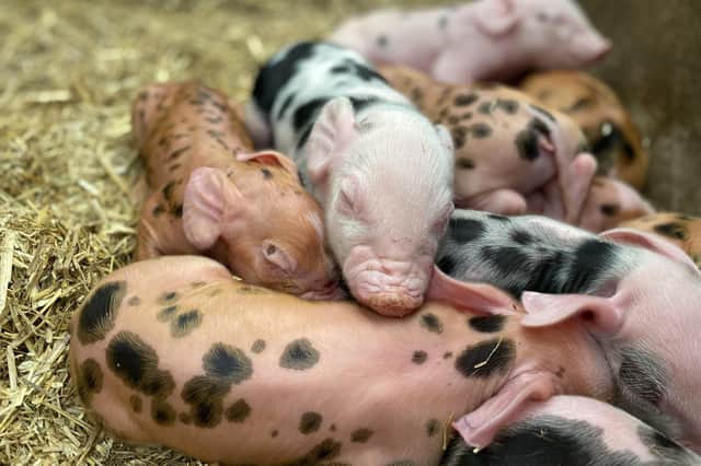 Hatton Adventure World will once again host its annual 'spring spectacular' when visitors can meet the spring-born animals. Photo supplied