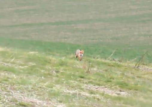 A fox escaping on the new film released by West Midlands Hunt Saboteurs