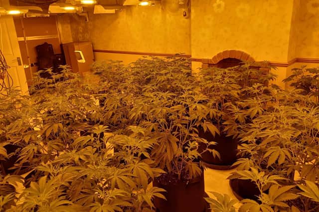 A drugs raid on a house in Leamington uncovered a cannabis factory.