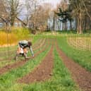 Agroforestry in action