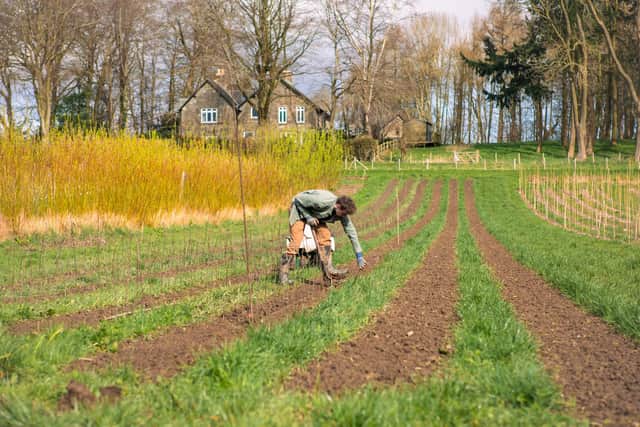 Agroforestry in action