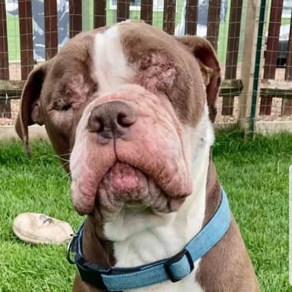 Pawprints Dog Rescue near Rugby stepped in to save young Barney's life but now they need help to fund his ongoing vet costs, currently at £1,400.