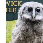 Warwick Castle's new five-week-old baby owl which is a Verreaux’s Eagle Owl, more commonly known as a Milky Eagle Owl, originating from Africa. Photo by Warwick Castle