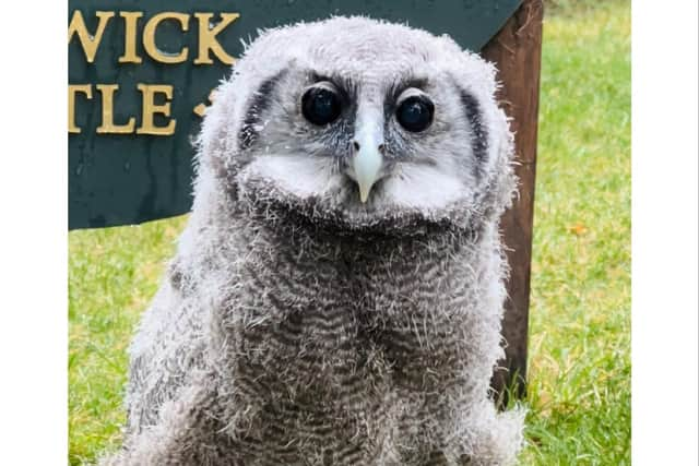 Warwick Castle's new five-week-old baby owl which is a Verreaux’s Eagle Owl, more commonly known as a Milky Eagle Owl, originating from Africa. Photo by Warwick Castle