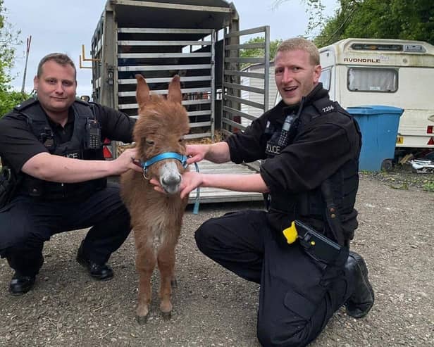 Moon the baby donkey with police officers from Hampshire and Isle of Wight Constabulary