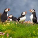A new survey has revealed 57 per cent of people in the Midlands are unsure where to spot different animals.