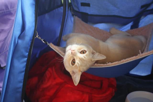 Viking Cat Club, part of Felis Britannica, and the International Feline Federation (FIFe), will be bringing cats of all shapes and sizes to be judged by international judges at a show in Leamington. Photo supplied by Viking Cat Club