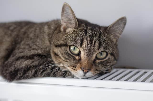 Keep your cat cosy (photo: Adobe)