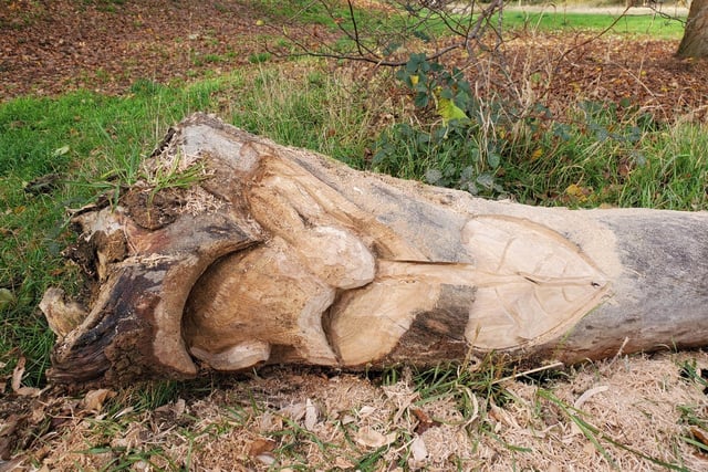 Woodcarver Graham Jones has been making creations out of deadwood as part of a larger project to create a nature trail around the park. Photo by Geoff Ousbey