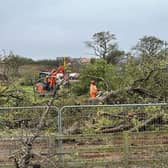The trees are being removed to make way for housing. Picture: Martin Booth