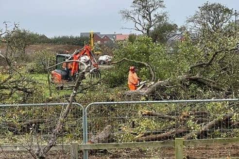 The trees are being removed to make way for housing. Picture: Martin Booth