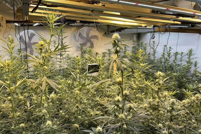 The cannabis farm found at Westlea Road in Leamington. Credit: Leamington.