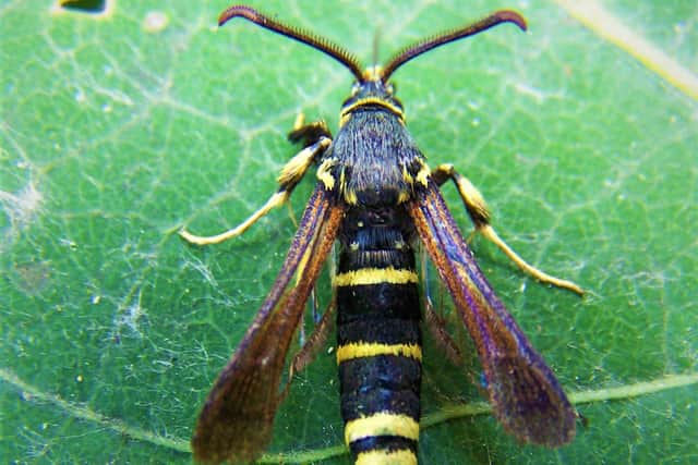 Rangers at Ryton Pools Country Park have found presence of the Dusky Clearwing Moth, a species once believed to be extinct in Britain. Photo supplied by Warwickshire County Council