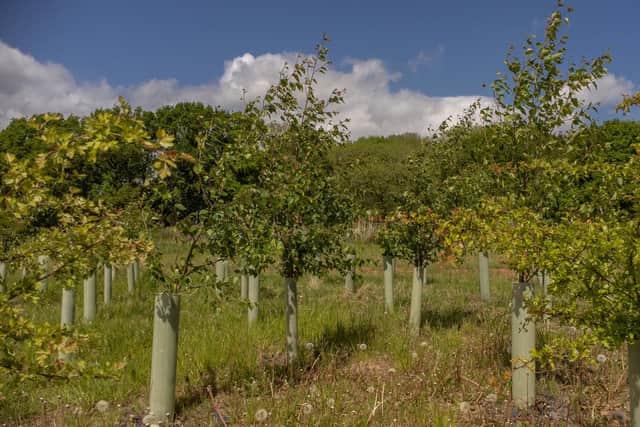 Over the last two years, HS2’s enabling works contractor LM JV (Laing O'Rourke and J. Murphy & Sons) has planted 60,000 trees in the Cubbington area, including oak, hazel, birch, holly and hawthorn. Credit: HS2 Ltd