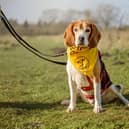 The 99k for Canines challenge takes place in February.