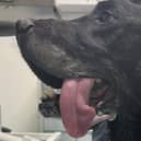 Poor Charlie with the fishing hook and line in his tongue.