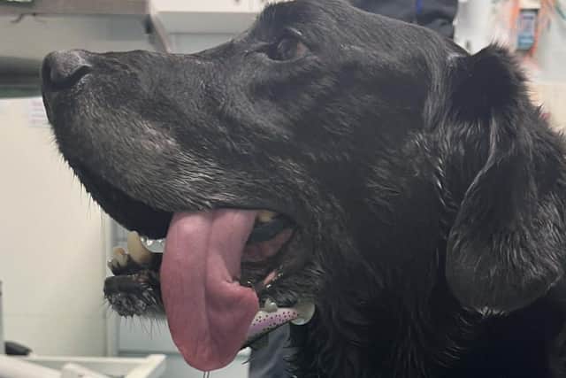 Poor Charlie with the fishing hook and line in his tongue.
